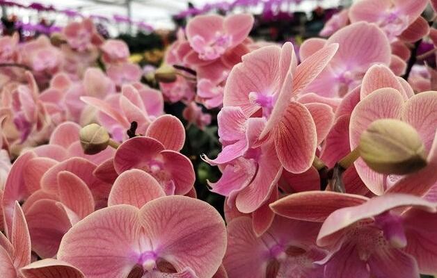 新春走基层丨威海花卉市场人气旺